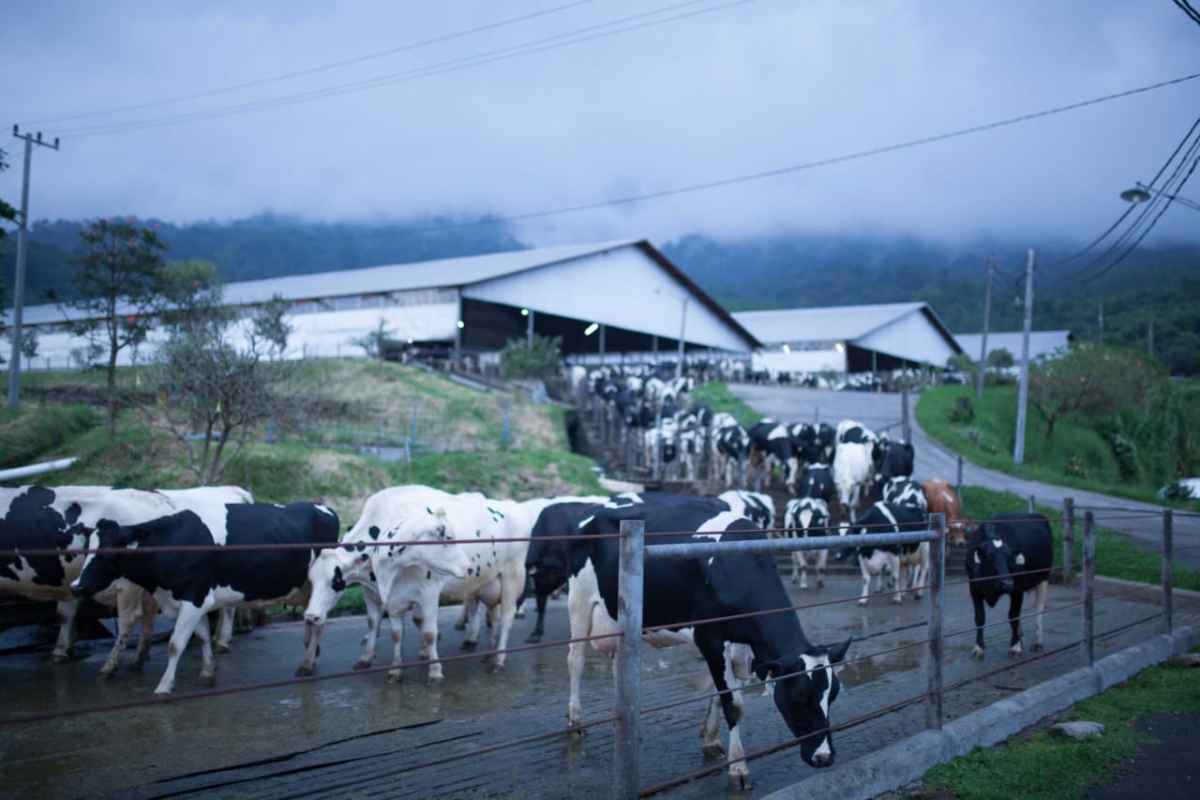 Peternakan Sapi Greenfields Terapkan prosedur biosecurity Peternakan Sapi Greenfields Terapkan prosedur biosecurity