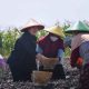 Wacana Cabut Subsidi Pupuk, Puan Ingatkan Dampak Produksi dan Harga Bawang