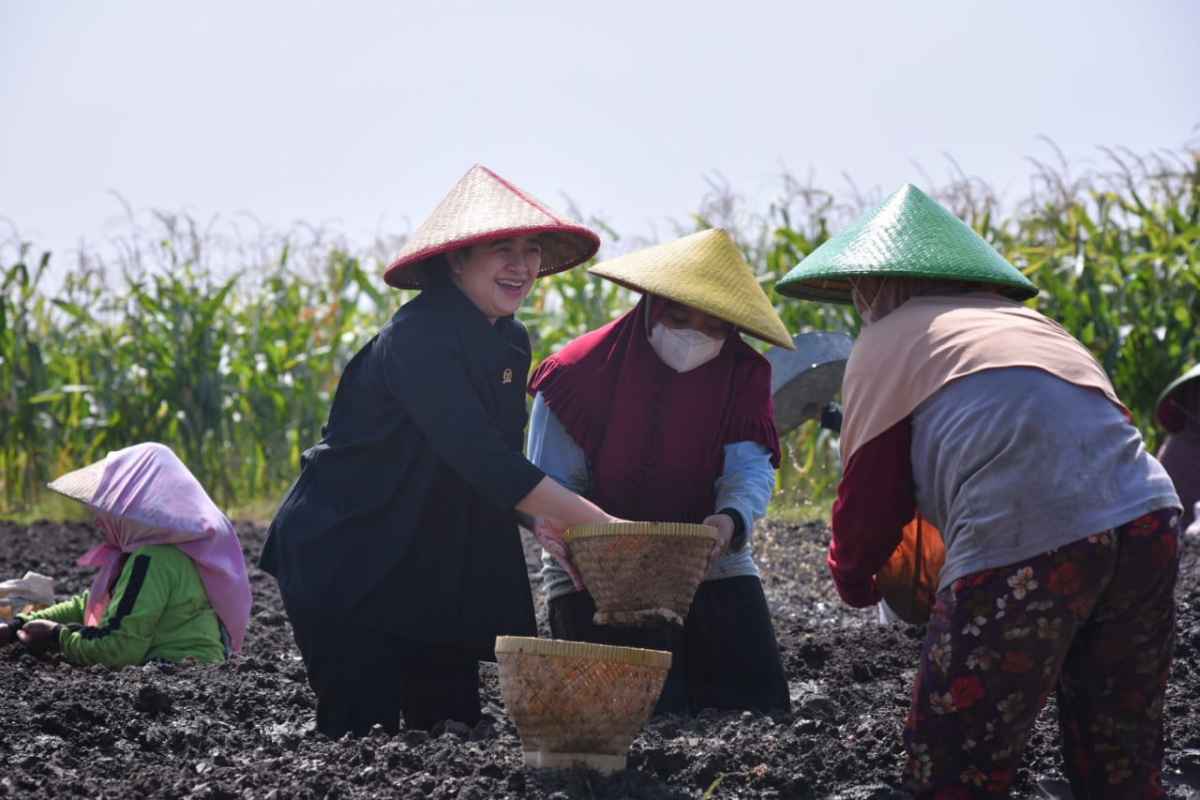 Wacana Cabut Subsidi Pupuk, Puan Ingatkan Dampak Produksi dan Harga Bawang