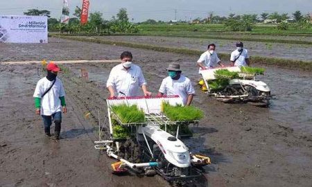 Ketua umum Partai Golkar, Airlangga Hartarto sedang menanam padi