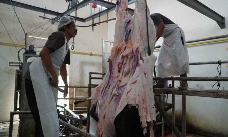 daging sapi bali berkualitas tinggi
