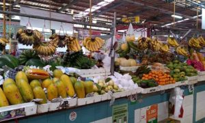 Lewat Kemitraan, Petani Dibina Budidayakan Pisang Berkualitas Ekspor