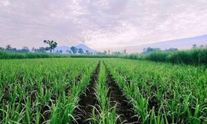 Kadin Jatim Optimis Swasta Mampu Genjot Produksi Gula Lokal