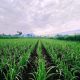 Kadin Jatim Optimis Swasta Mampu Genjot Produksi Gula Lokal Kadin Jatim Optimis Swasta Mampu Genjot Produksi Gula Lokal