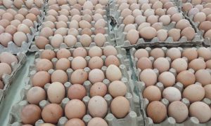 Dampak Kenaikkan Harga Jagung, BPS: Harga Telur Ayam Ras Ikut Melesat