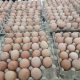 Dampak Kenaikkan Harga Jagung, BPS: Harga Telur Ayam Ras Ikut Melesat