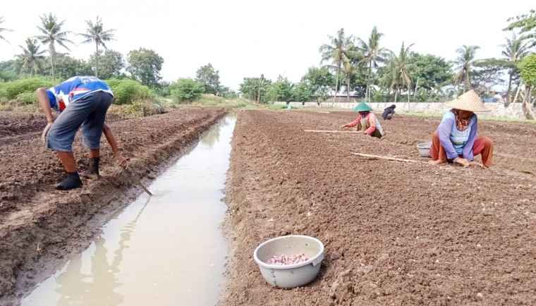 Tekan Inflasi, Pemkab Tangerang Dorong Petani Tanam Bawah Merah Tekan Inflasi, Pemkab Tangerang Dorong Petani Tanam Bawah Merah