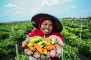 Dukung Ekonomi Hijau, BRI: Portofolio Pembiayaan Berkelanjutan Tembus Rp764,8 triliun BRI ikut membiayai para petani cabai/Foto: dok BRI