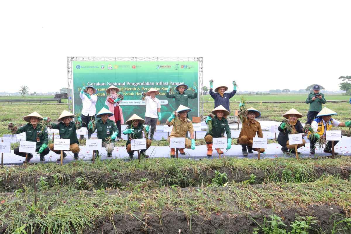 Jaga Stabilitas Pangan, Pemprov Banten Genjot Komoditas Bawang Merah Jaga Stabilitas Pangan, Pemprov Banten Genjot Komoditas Bawang Merah