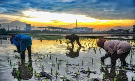 Dukung Ketahanan Pangan, BRI Kucurkan Kredit Rp199,83 Triliun Untuk Sektor Pertanian