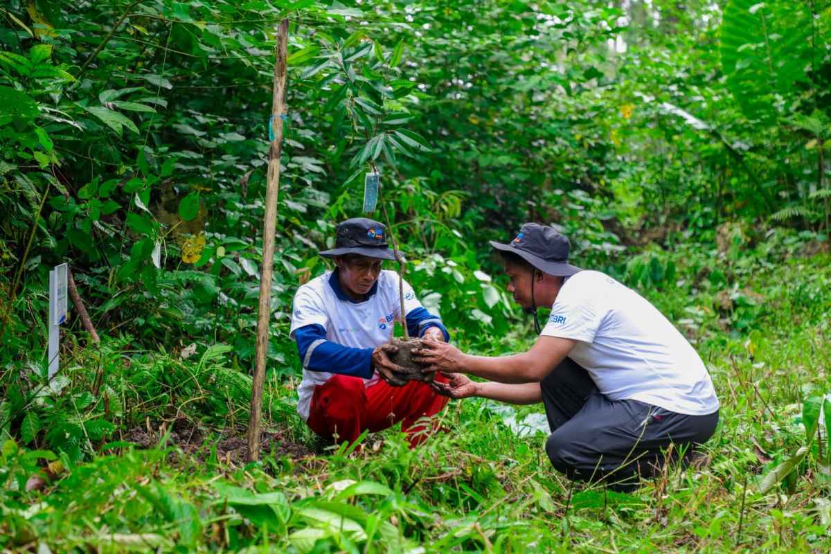Program BRI Menanam-Grow Green di Tanjung Prepat Serap Karbon 2.987 CO2e (Kg) per tahun dan Dorong Ekonomi Desa Berau Program BRI Menanam-Grow Green di Tanjung Prepat Serap Karbon 2.987 CO2e (Kg) per tahun dan Dorong Ekonomi Desa Berau