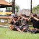 Peringati Hari Raya Nyepi, BRI Peduli Beri Bantuan Sembako Hingga Renovasi Pura
