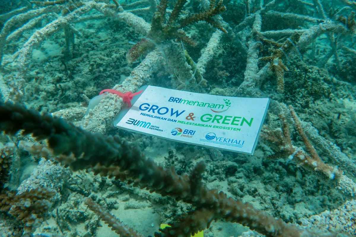 BRI Menanam “Grow & Green” Transplantasi Terumbu Karang Jadi Penggerak Ekonomi Masyarakat NTB BRI Menanam “Grow & Green” Transplantasi Terumbu Karang Jadi Penggerak Ekonomi Masyarakat NTB