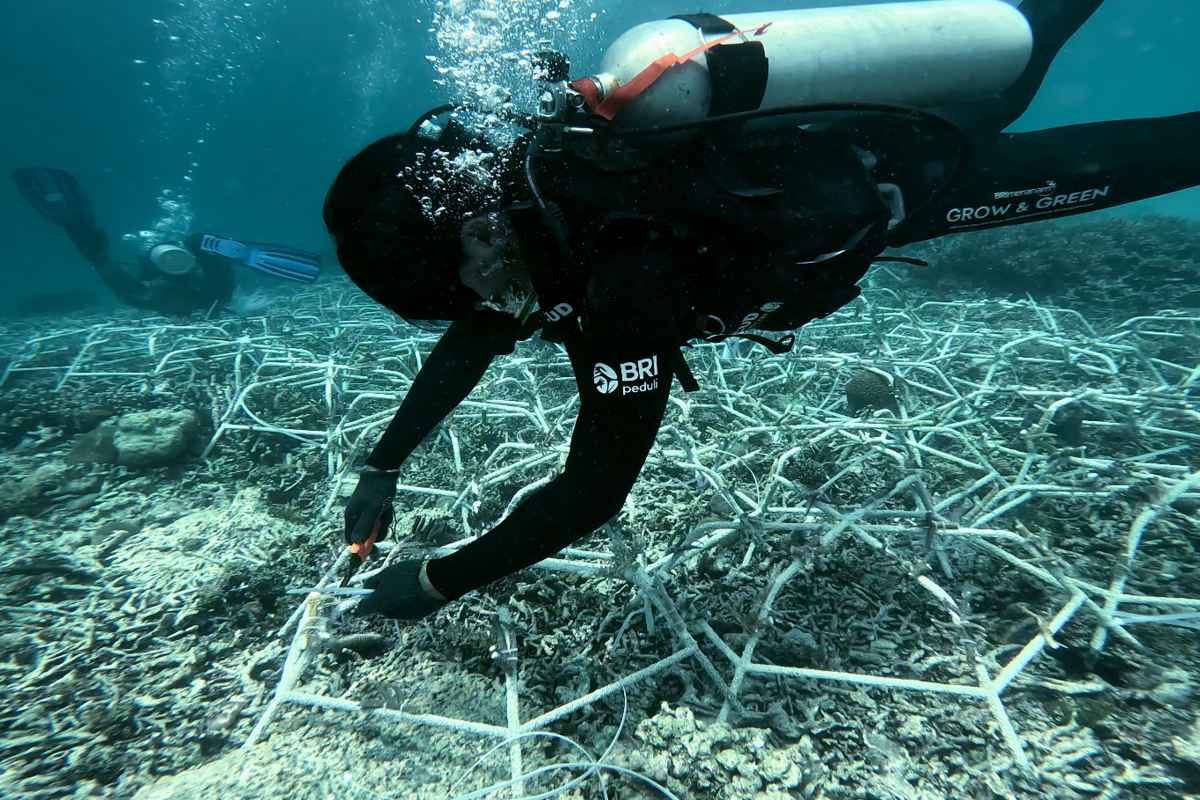 Jaga Kelestarian Ekosistem Laut, BRI Menanam-Grow and Green Masuk Pulau Kapoposang Jaga Kelestarian Ekosistem Laut, BRI Menanam-Grow and Green Masuk Pulau Kapoposang