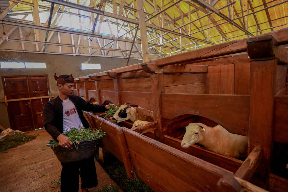 Idul Adha Jadi Momentum, BRI Peduli Genjot Produktivitas Peternak Domba di Desa BRILiaN Sukalaksana Idul Adha Jadi Momentum, BRI Peduli Genjot Produktivitas Peternak Domba di Desa BRILiaN Sukalaksana