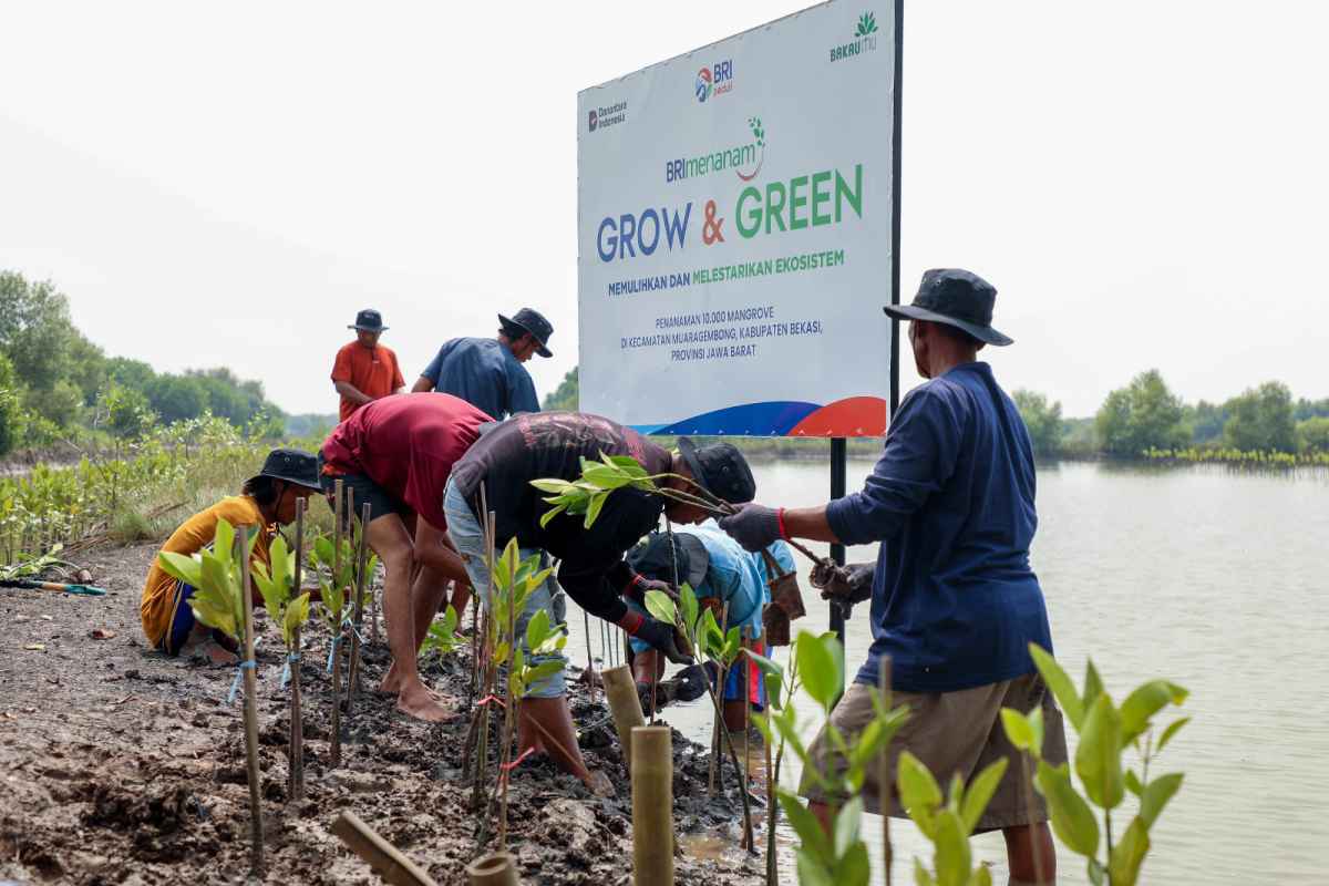 Peringati Hari Mangrove Sedunia, BRI Komit Selamatkan Lingkungan Lewat Perbaikan Ekosistem Pesisir Peringati Hari Mangrove Sedunia, BRI Komit Selamatkan Lingkungan Lewat Perbaikan Ekosistem Pesisir
