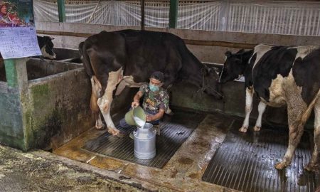 Dapat Pembiayaan BRI, Klaster Susu Mulya Abadi Ponorogo Sukses Dongkrak Kapasitas Produksi 
