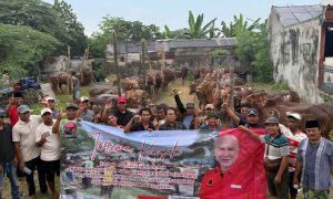 Sebagai Identitas Partai Wong Cilik, Said Abdullah: PDI-P Jatim Bagikan 485 Sapi Kurban