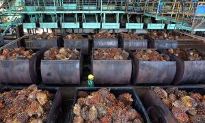 NEXT Indonesia Center: Isu Under-Invoicing Mencuat, Transaksi Afiliasi Raja Sawit Jadi Sorotan