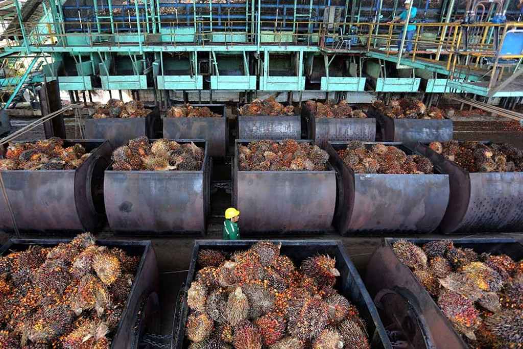 NEXT Indonesia Center: Isu Under-Invoicing Mencuat, Transaksi Afiliasi Raja Sawit Jadi Sorotan